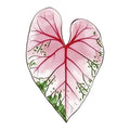 Tropical Plant Acrylic Coasters Set Solid Color Heat Resistant Easy Clean Table Coasters