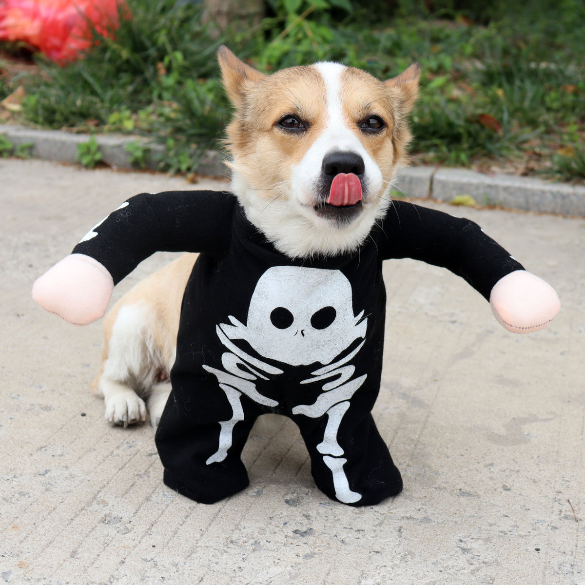 Glow in the Dark Skeleton Pet Costume, Funny Upright Halloween Outfit for Dogs