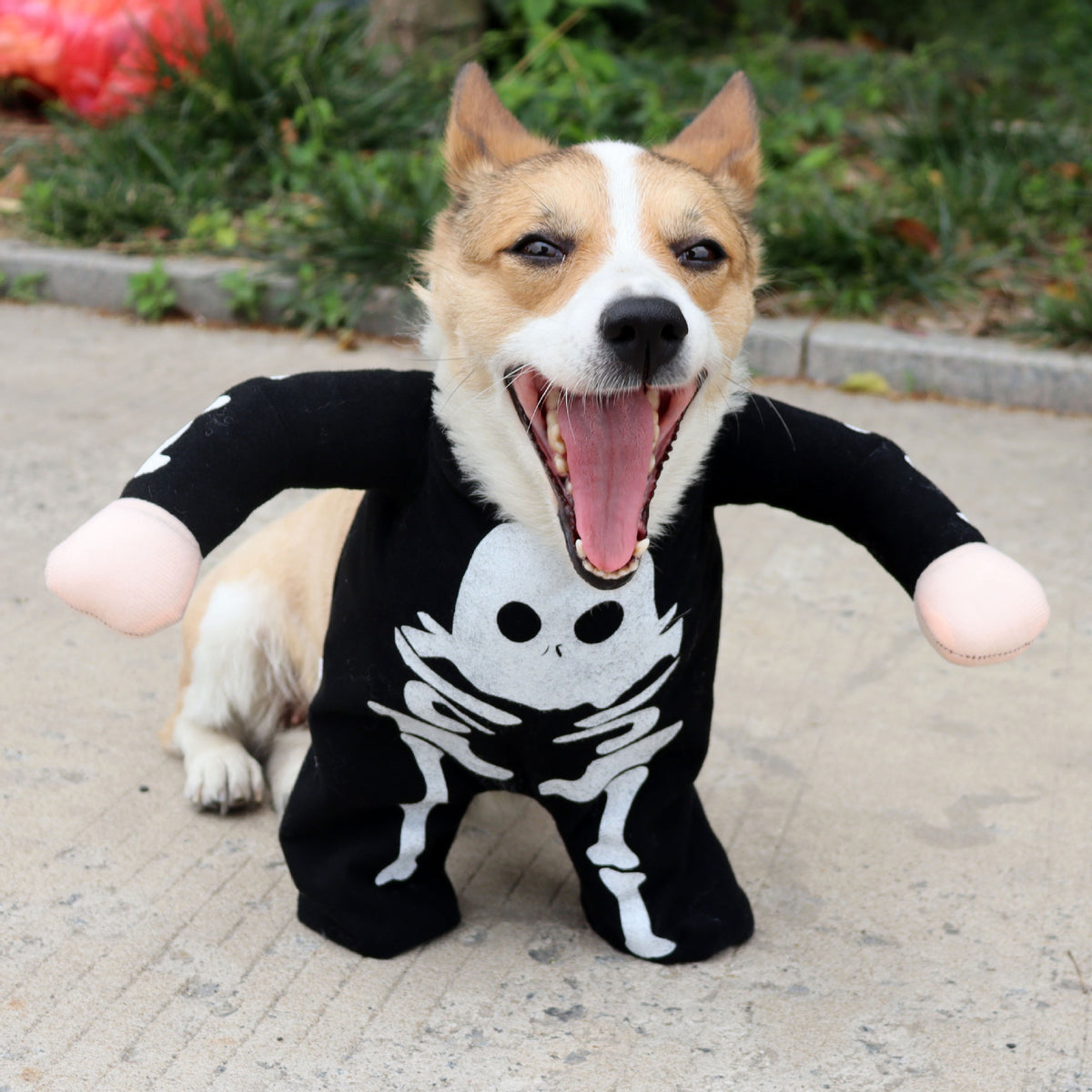 Glow in the Dark Skeleton Pet Costume, Funny Upright Halloween Outfit for Dogs